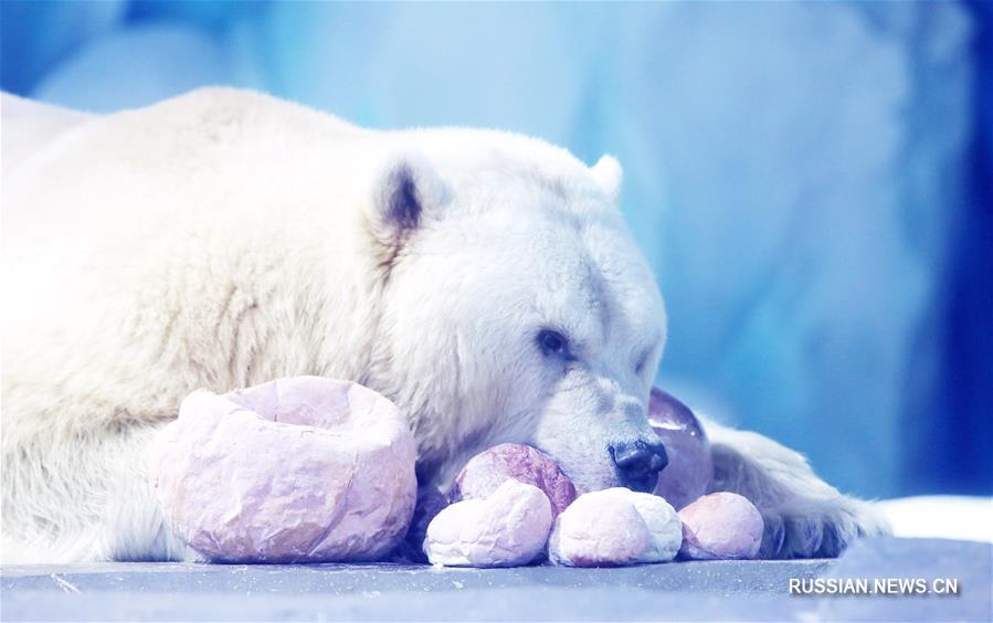 Градус радости белых медведей просто зашкаливает!
