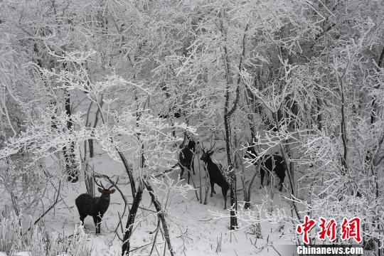 В природном заповеднике Ханчжоу появились редкие дикие пятнистые олени