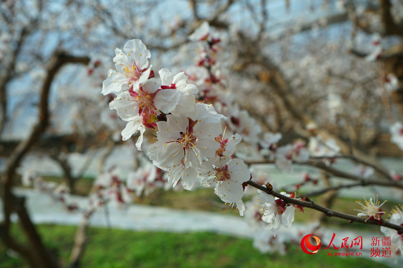 Цветущие абрикосовые деревья в Синьцзяне 