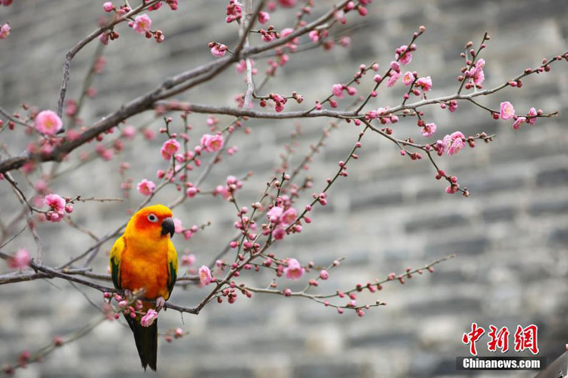В Пекине стартовал фестиваль цветов сливы в Парке городской стены династии Мин