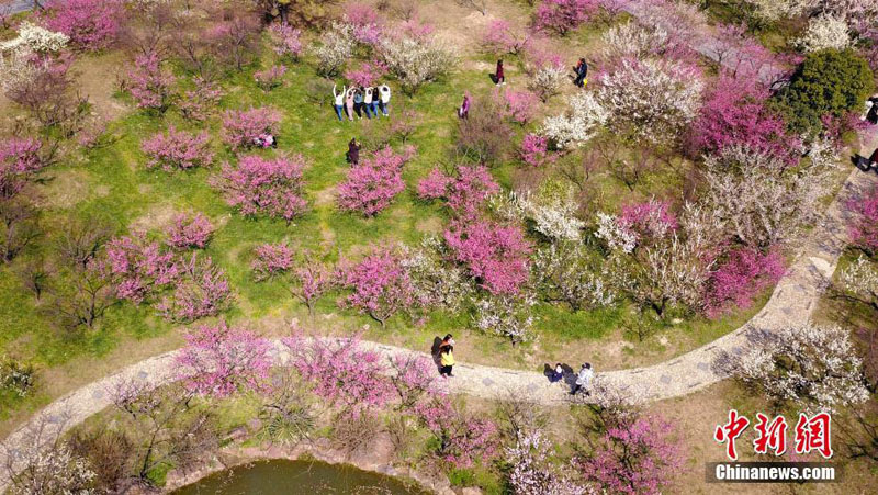 Весенние цветы сливы в Янчжоу
