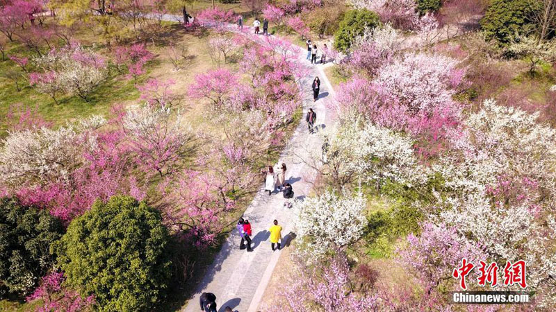 Весенние цветы сливы в Янчжоу