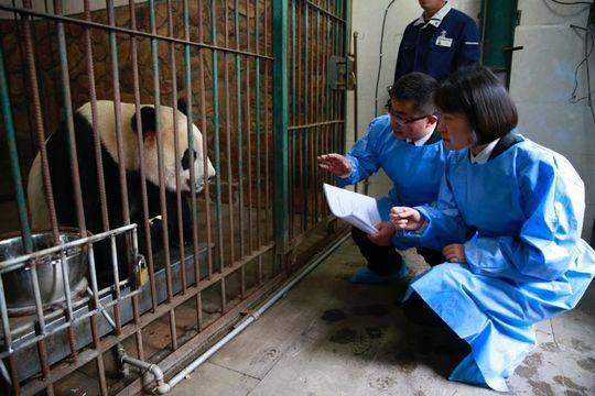 Две большие панды из Китая отправились в Данию