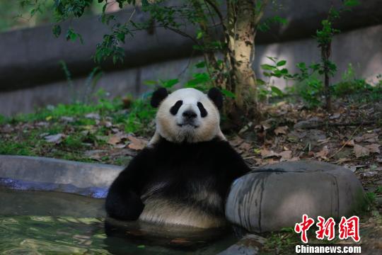 Две большие панды из Китая отправились в Данию