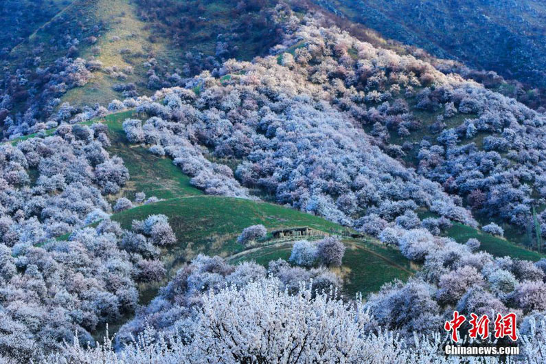 В Синьцзяне начался сезон цветения диких абрикосов
