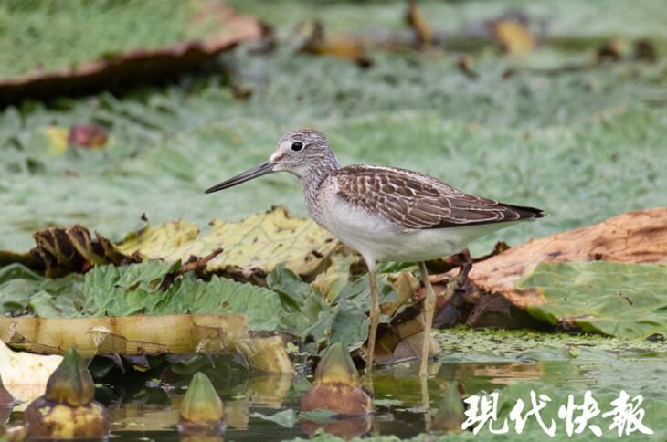 В заболоченном парке Лянхун города Уси обитают 115 видов птиц