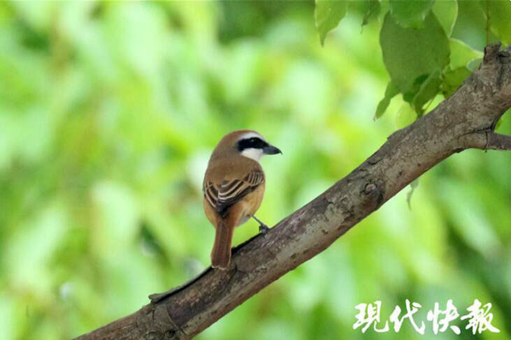 В заболоченном парке Лянхун города Уси обитают 115 видов птиц