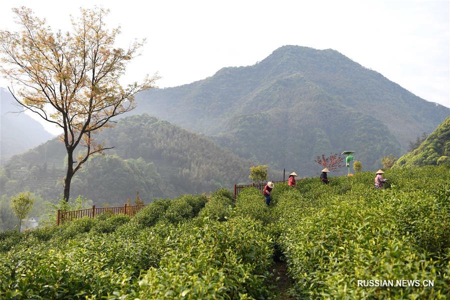 На востоке Китая начался сезон сбора чая