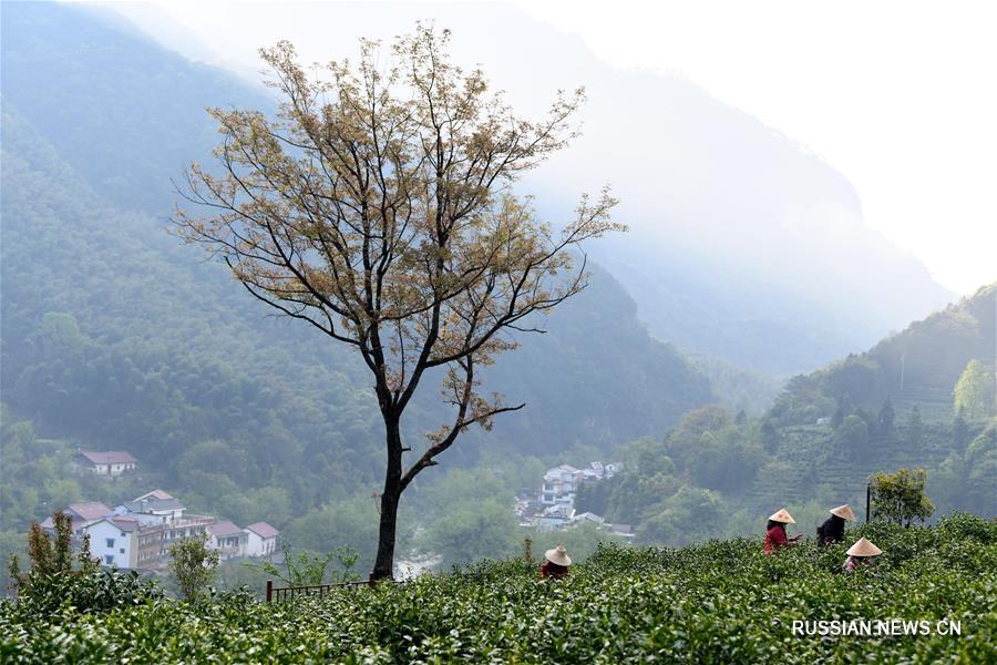 На востоке Китая начался сезон сбора чая