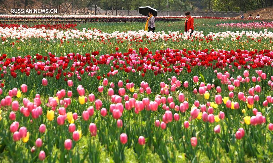 Два миллиона цветущих тюльпанов в ботаническом саду Шияня