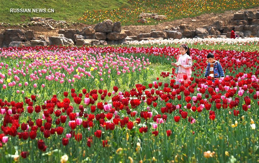 Два миллиона цветущих тюльпанов в ботаническом саду Шияня
