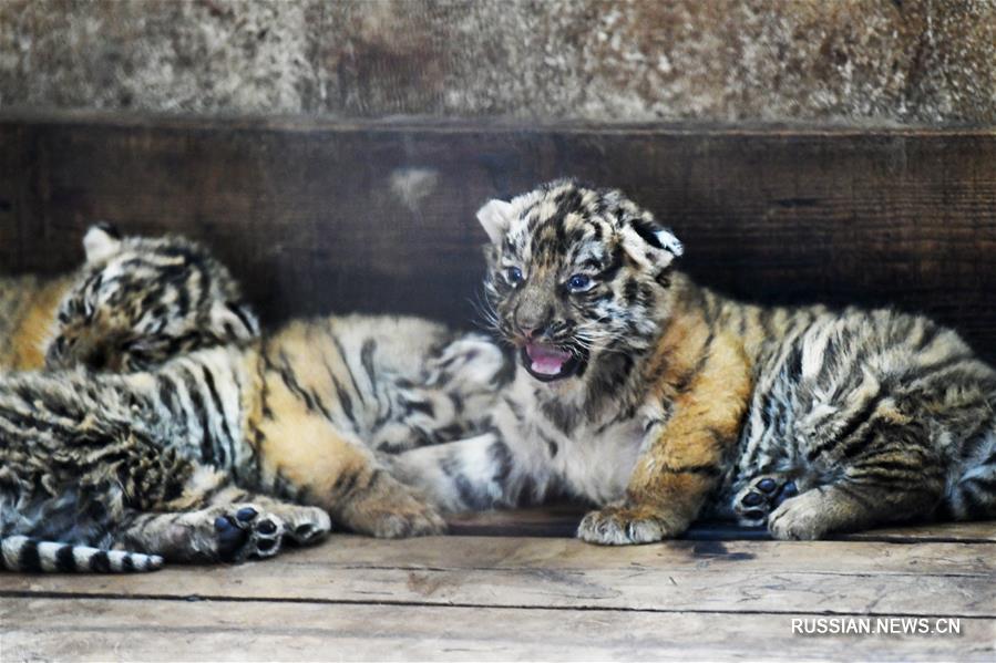 20 тигрят появились на свет с начала 2019 года в питомнике уссурийских тигров "Хэндаохэцзы"