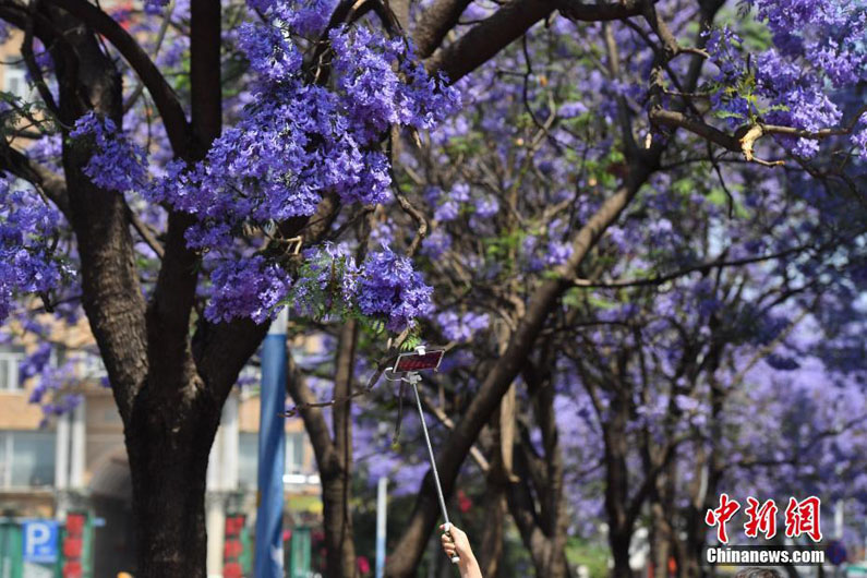 В городе Куньмин распускаются цветы жакаранды
