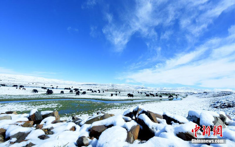 В степи провинции Сычуань прошел весенний снегопад