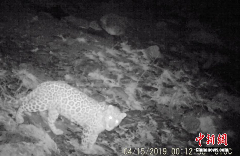 Впервые в городе Ланьчжоу Китая обнаружили леопарда