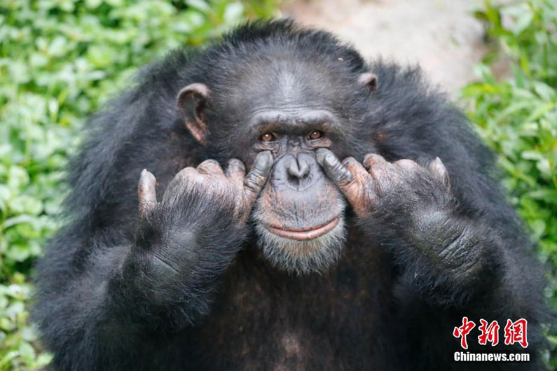 Улыбающиеся животные в зоопарке города Чунцин Китая