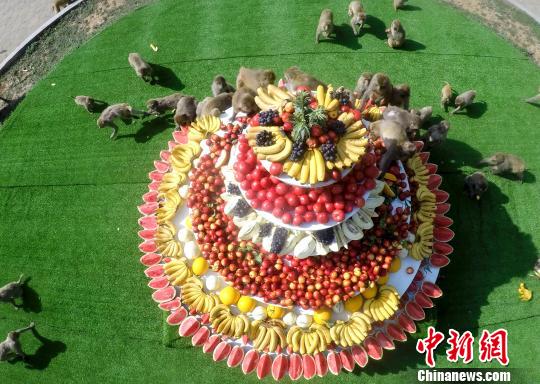 Макак в в городе Цзиюань Центрального Китая угостили фруктами