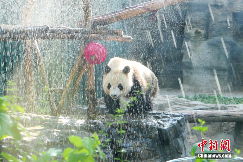 Большая панда в Пекине принимает душ