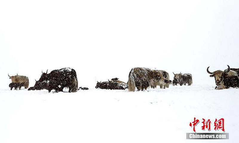 В районе Саньцзянъюань Китая прошел снегопад