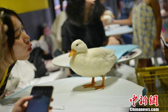В Китае утки помогают привлекать гостей в кафе