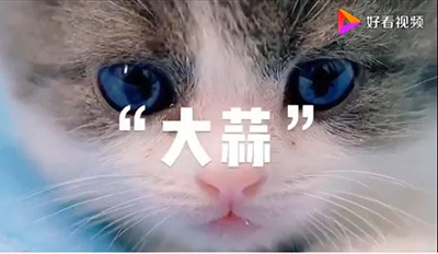 Первой в Китае клонированной кошке исполнился месяц