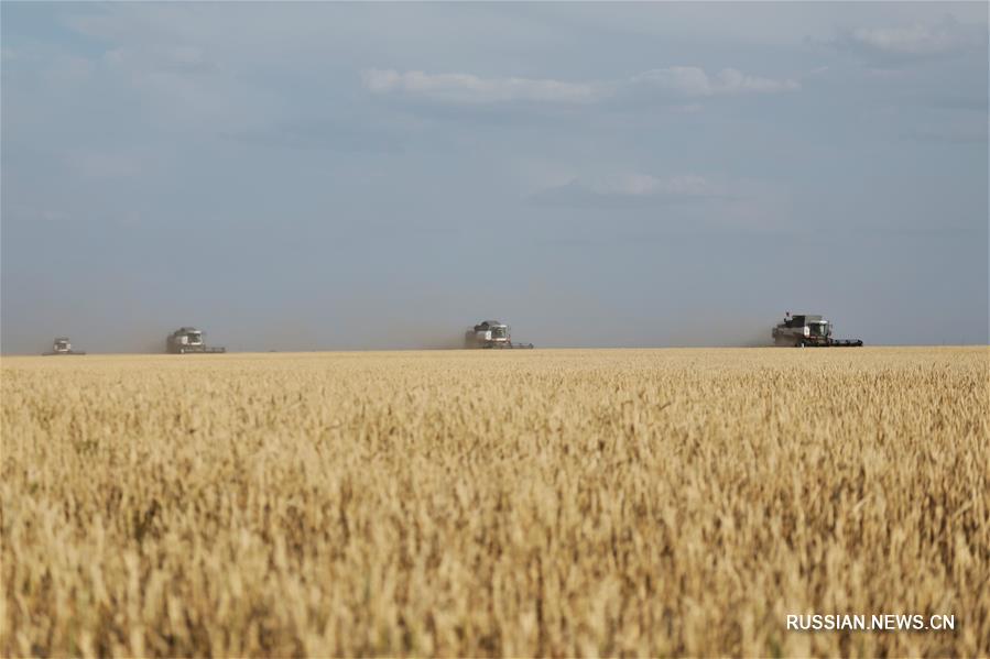 Уборка урожая зерна в Казахстане