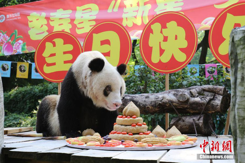 Старейшая большая панда отметила день рождения в Чунцине