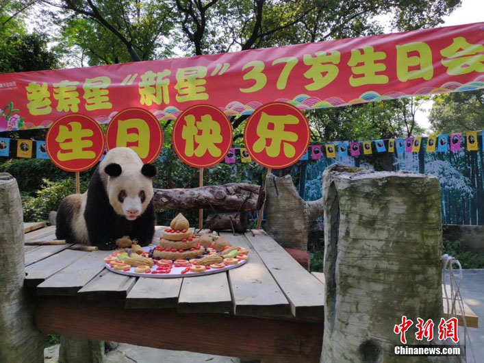 Старейшая большая панда отметила день рождения в Чунцине