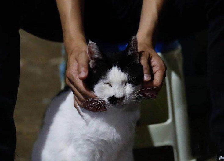 Молодой китаец ухаживает за бездомными кошками