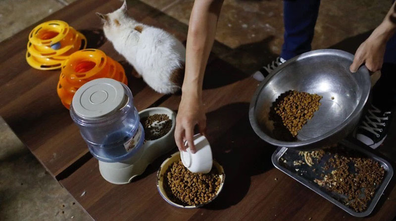 Молодой китаец ухаживает за бездомными кошками