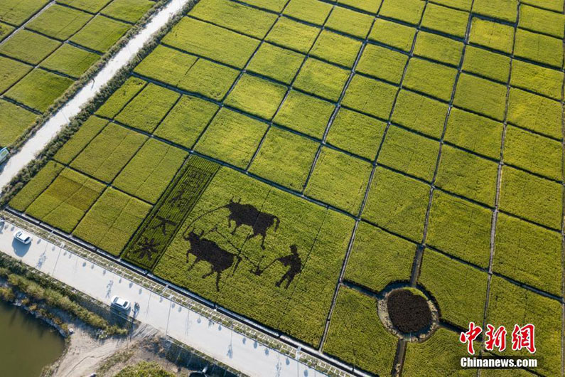 Китайские фермеры создали рисунок вола на рисовых полях