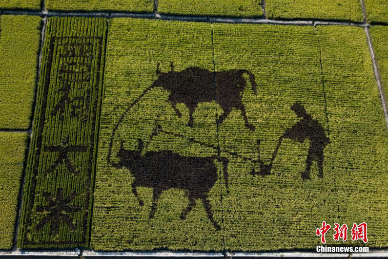 Китайские фермеры создали рисунок вола на рисовых полях