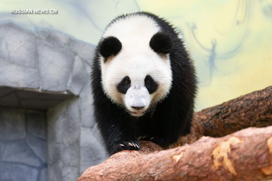 4 июня 2019 года панда Диндин ходит по своему павильону в Московском зоопарке. В июне два "посланника дружбы" -- китайские панды Жуи и Диндин заселились в свой новый дом в Москве. /Фото: Синьхуа/