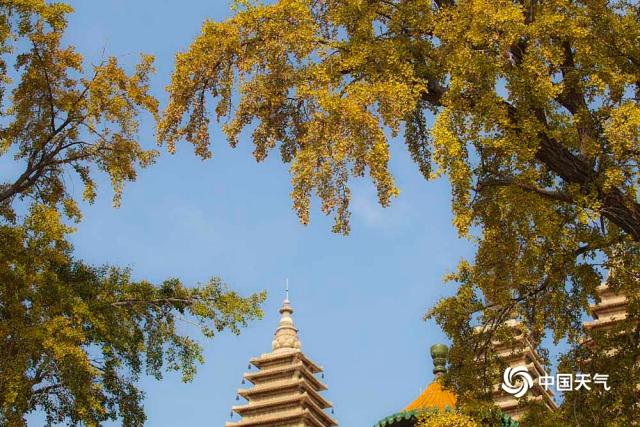 В Пекине наступает золотая осень