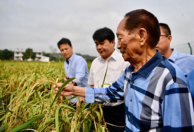 Юань Лунпин стал председателем правления компании гибридного риса третьего поколения