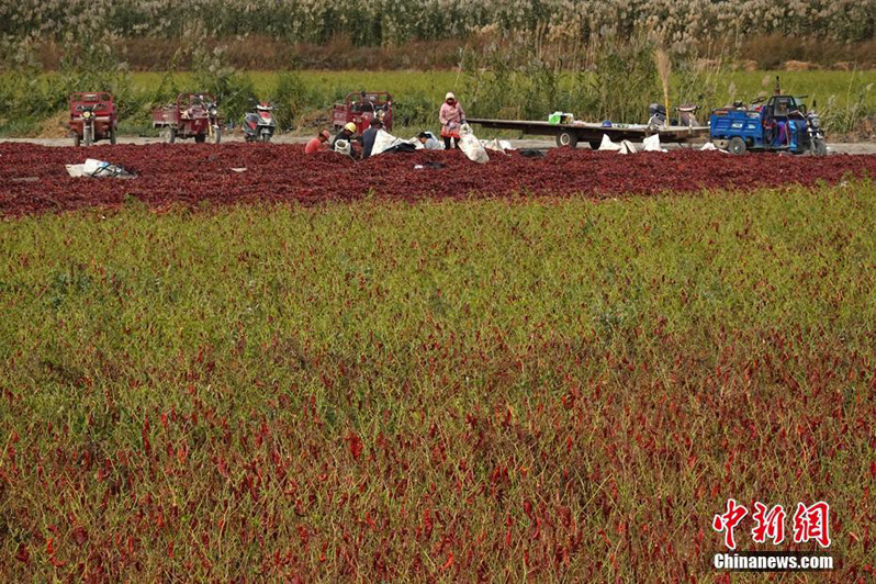 Осенний сбор урожая в южном Синьцзяне