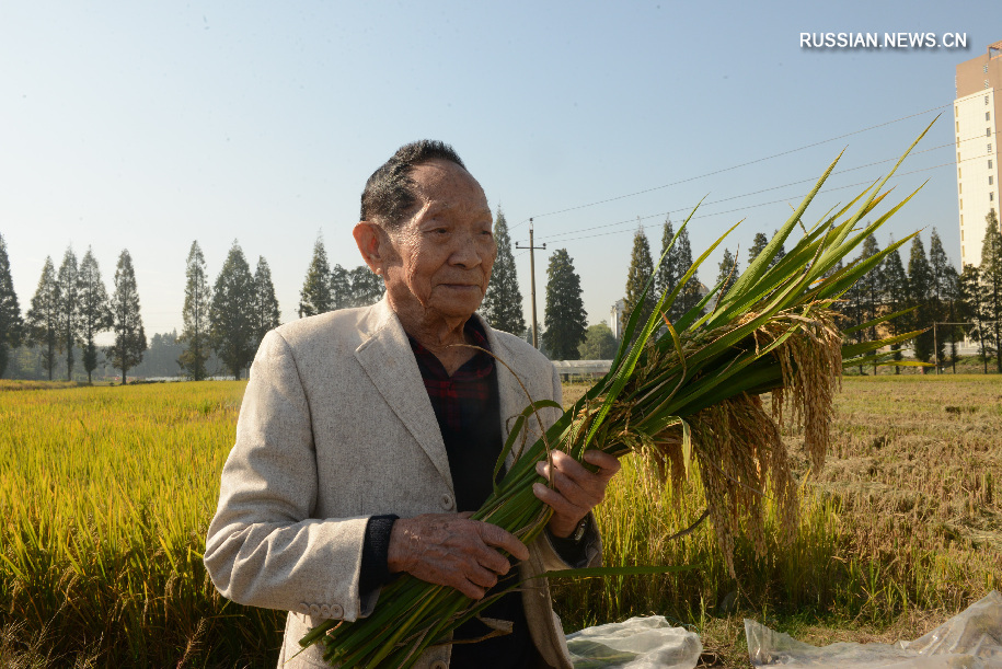 В Китае гибридный рис третьего поколения дал высокий урожай