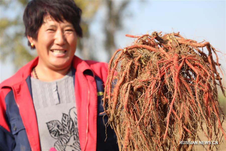Свежий урожай шалфея многокорневого в поселке Жэньгэчжуан