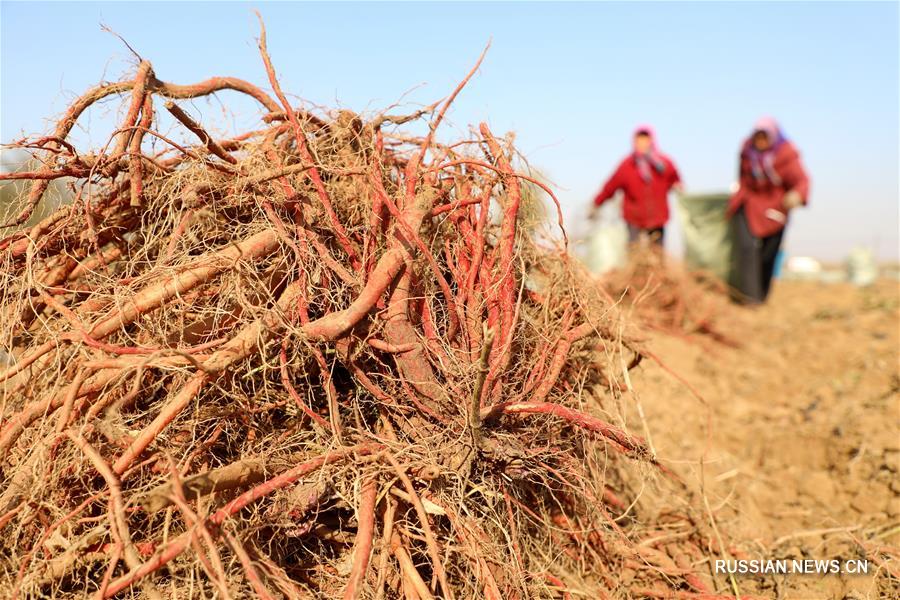 Свежий урожай шалфея многокорневого в поселке Жэньгэчжуан