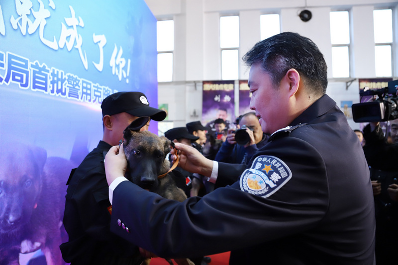 Пекинская полиция впервые использует клонированных собак