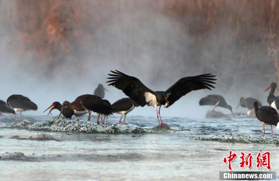 Черные аисты на водно-болотных угодьях вдоль реки Мяньмань