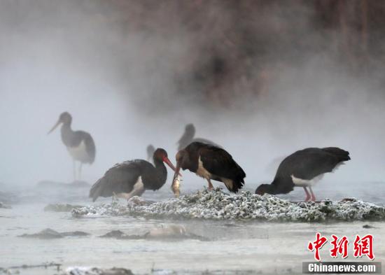 Черные аисты на водно-болотных угодьях вдоль реки Мяньмань