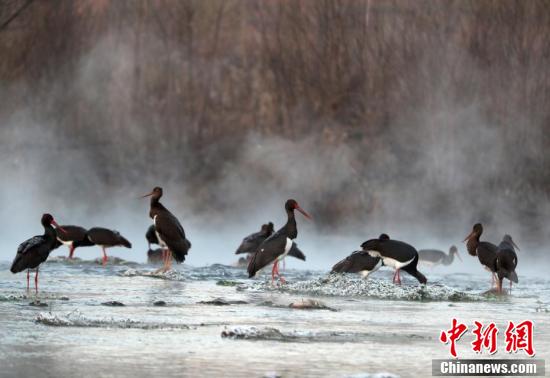 Черные аисты на водно-болотных угодьях вдоль реки Мяньмань