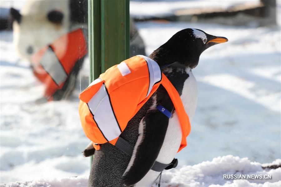Северо-восток Китая -- место встречи пингвина и панды