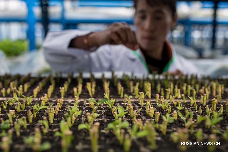 Выращивание пепино в уезде Шилинь помогает местным фермерам добиться благосостояния