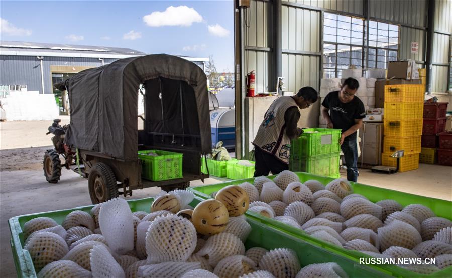 Выращивание пепино в уезде Шилинь помогает местным фермерам добиться благосостояния