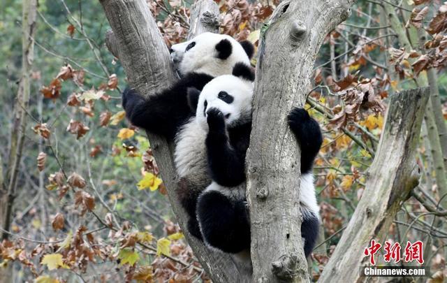 Бамбуковые медведи веселятся