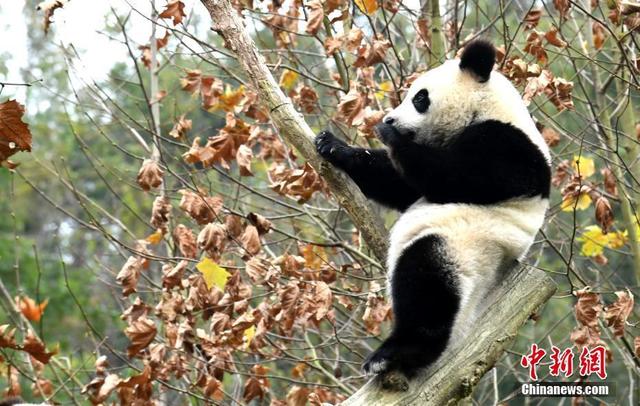 Бамбуковые медведи веселятся