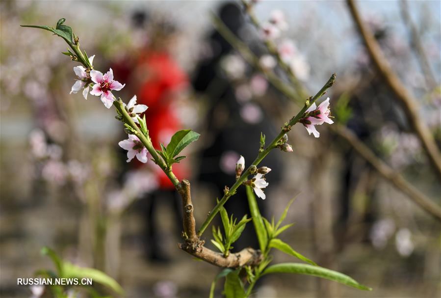 Весенние цветы в разгар зимы в Синьцзян-Уйгурском АР