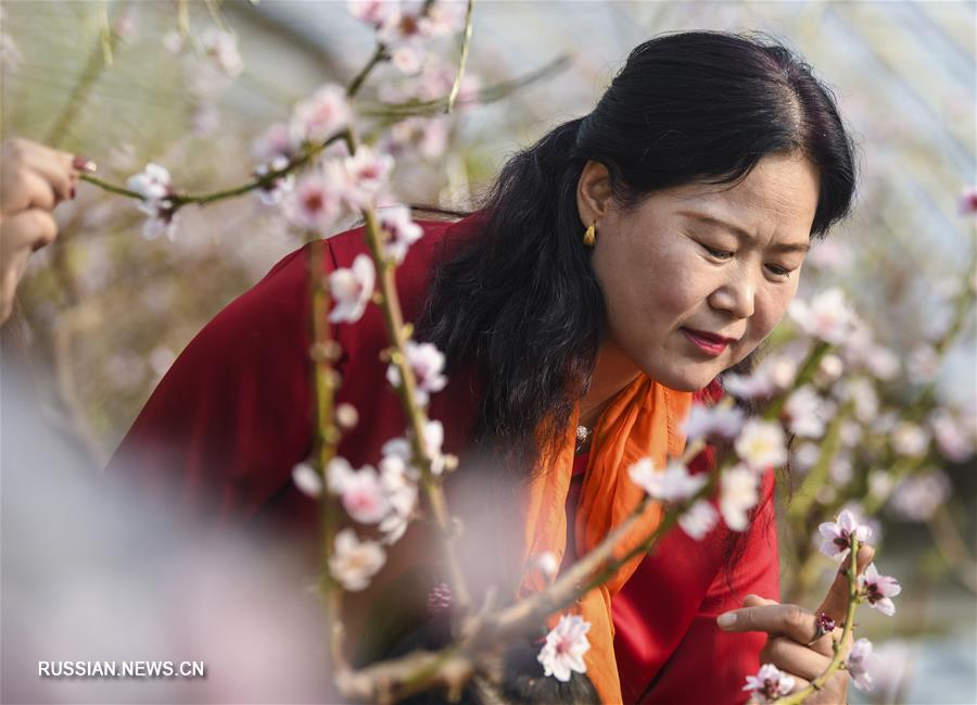 Весенние цветы в разгар зимы в Синьцзян-Уйгурском АР